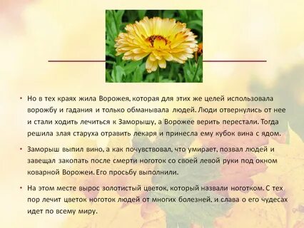 Статей цветы