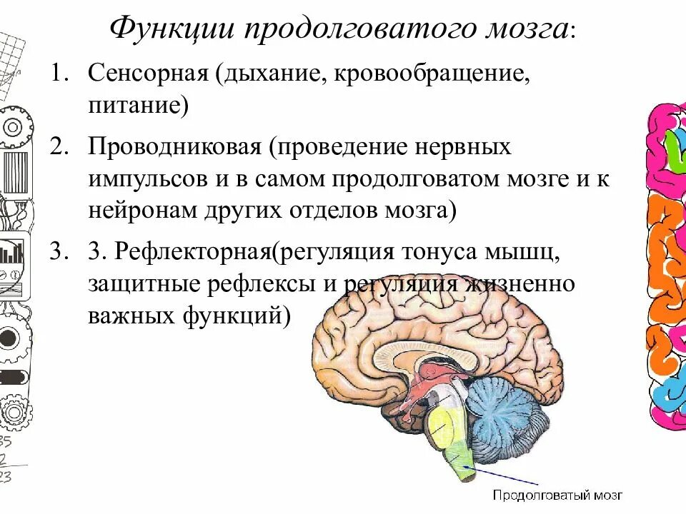 Каковы функции продолговатого. Функции продолговатого мозга. Функции продолговатого головного мозга. Функции продолговатого мозга – регуляция. Продолговатый мозг отделы функция продолговатого мозга.