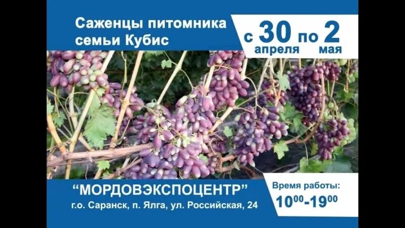 Вельга садовый питомник. Питомник пенза саженцы. Питомник атамановка чита. Питомник соколовых пенза каталог товаров. Питомник екатеринбург саженцы.