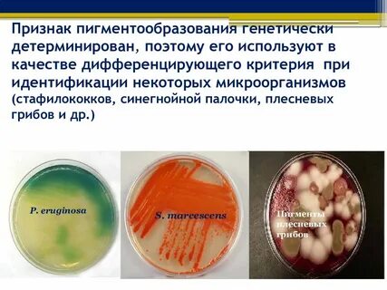 Пигменты бактерий