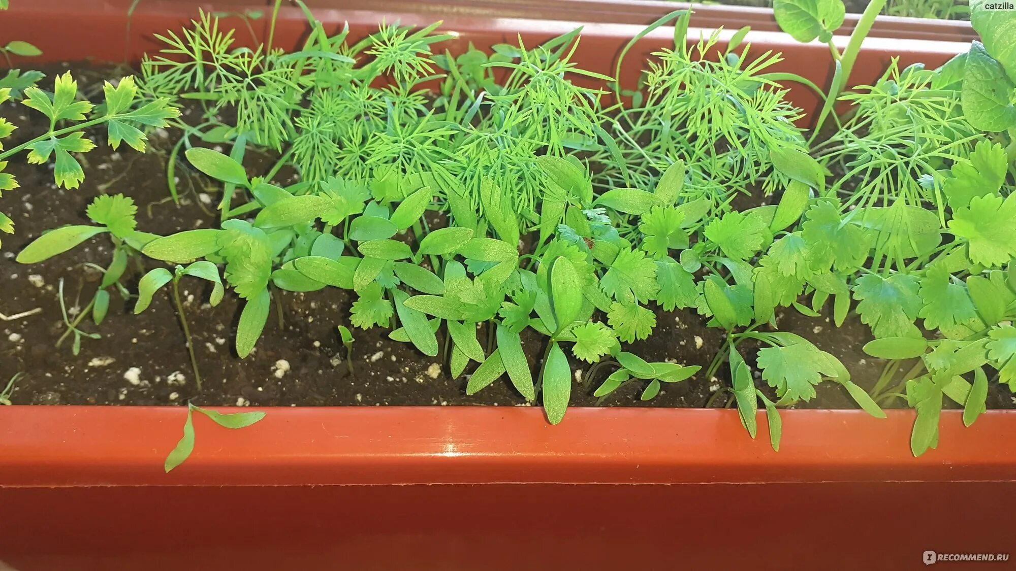 Через сколько всходят семена кинзы. Всходы кориандра. Кориандр ростки. Сколько всходят семена кинзы. Сколько всходят семена кинзы.