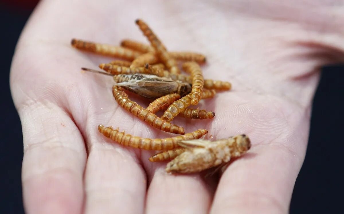 Кормил червяками. Калифорнийские черви старатель. Кормил червяками. Живой корм мучной червь (tenebrio molitor). Кормил червяками.