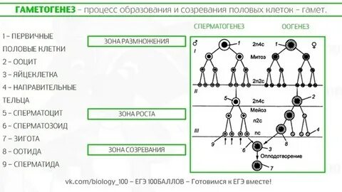 Установите соответствие признаки гаметогенеза виды гаметогенеза