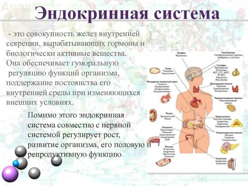 Какой гормон вырабатывает рост