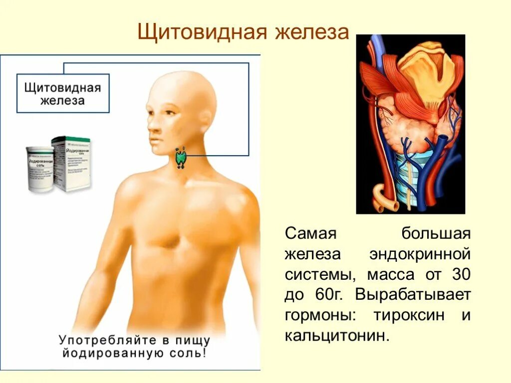 Щитовидная железа вырабатывает гормон. Железа вырабатывающая гормон тироксин. Щитовидная железа секрктируемый гормоны. Щитовидная железа продуцирует гормон.