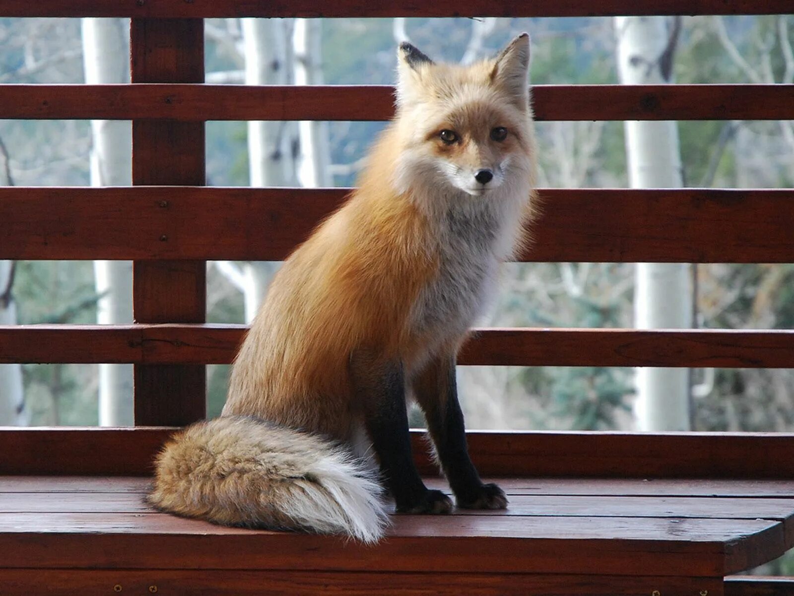 Лиса. Лиса сидит. Красивая лиса. Милая Лисичка. Fluffy fox