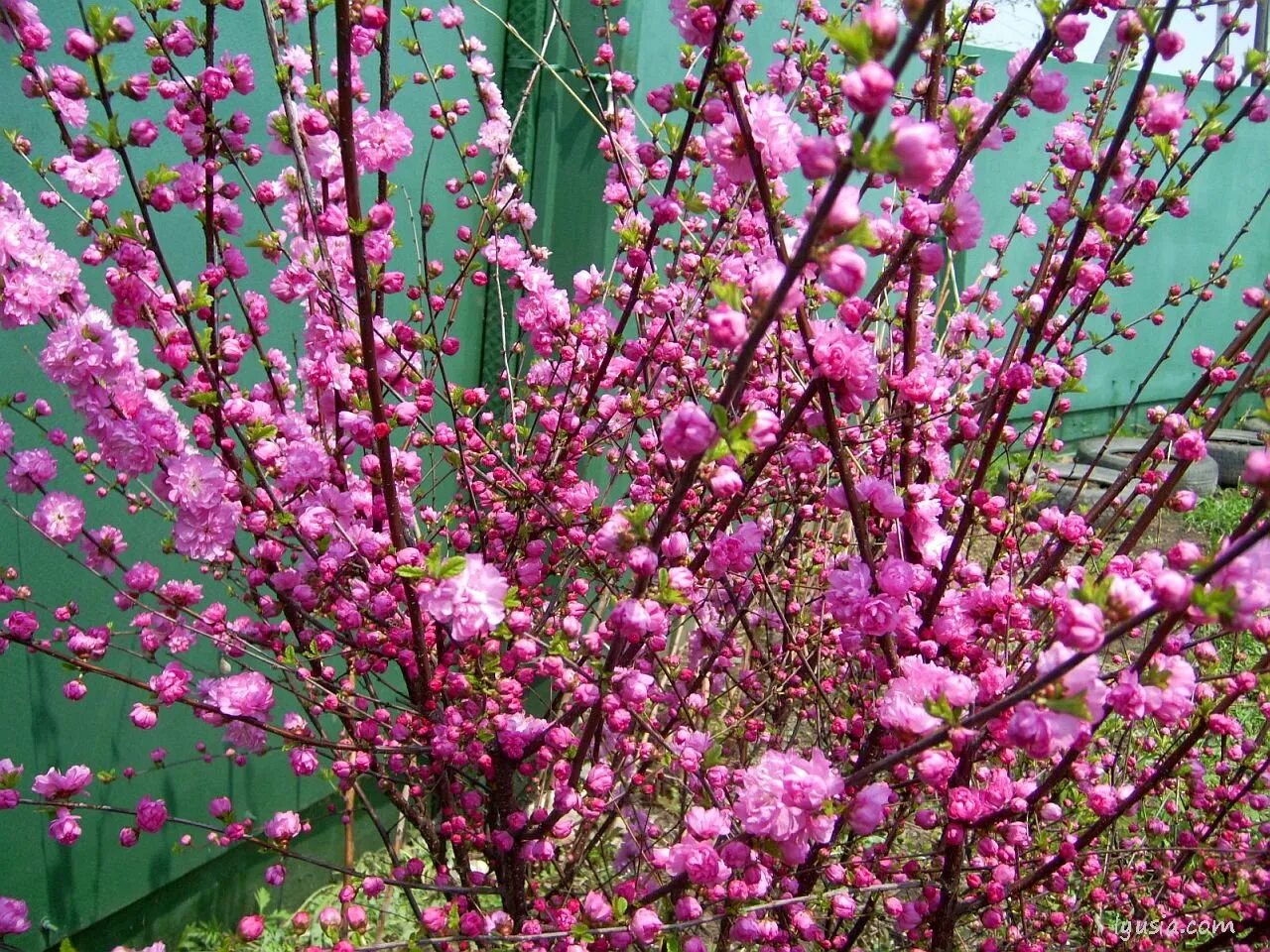 Миндаль цветной. Миндаль трехлопастной ( Prunus trifolia ).. Миндаль трехлопастный (луизеания) Розенмунд. Луизеания трехлопастная (Сакура). Луизеания (миндаль трехлопастный, Сакура).