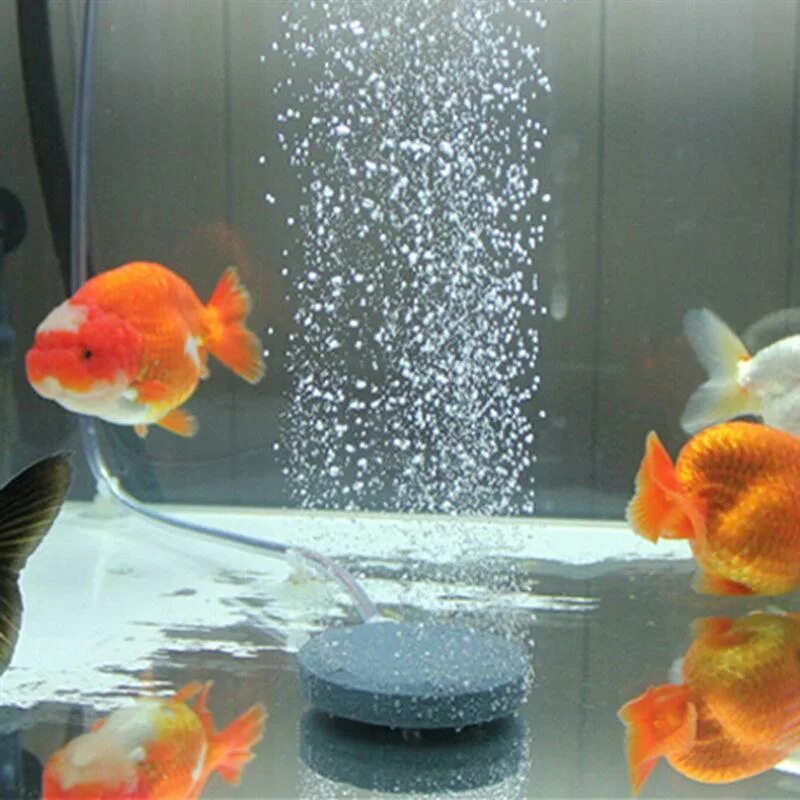 Нужен ли рыбкам фильтр. Аэрация для аквариума. Аэратор для рыбок в аквариуме. Аква пузырьки. Пузырьки в аквариуме.