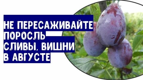 Слива поросли