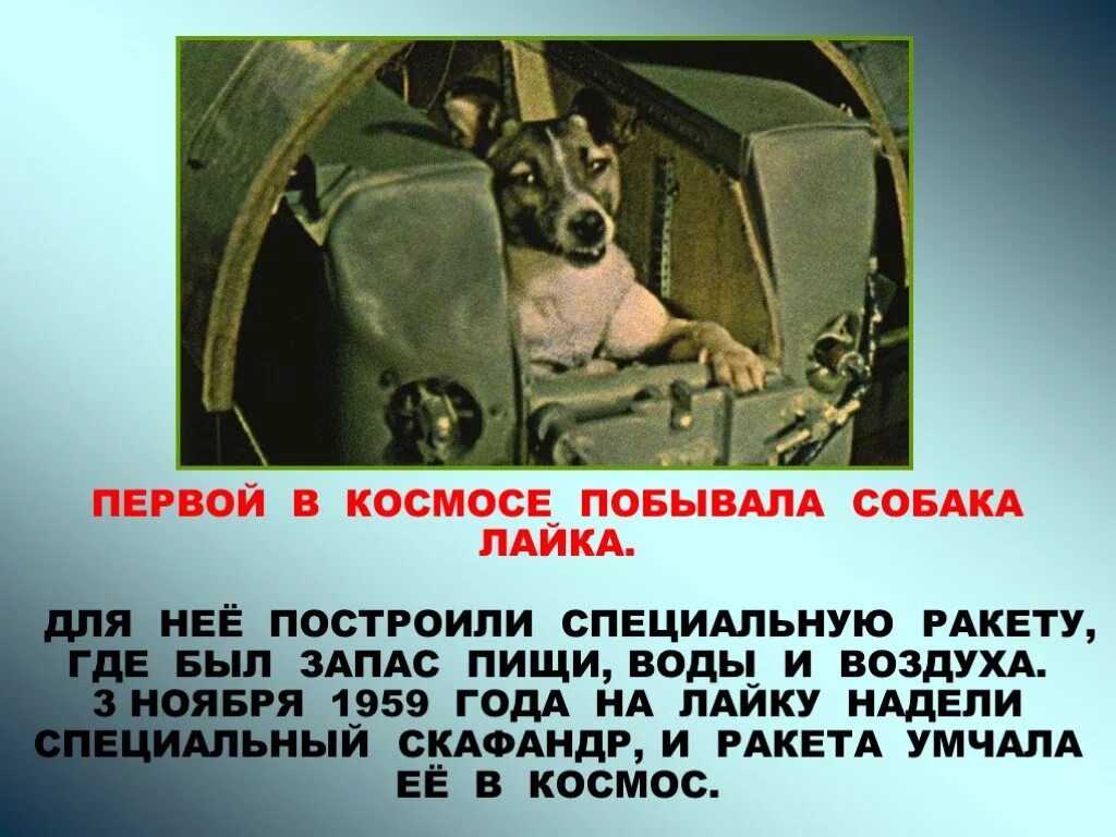 Собака лайка которая 1 полетела в космос. Собака космонавт лайка 1957 год. Лайка первый космонавт. 1957 Г. первый космический пассажир – собака лайка..