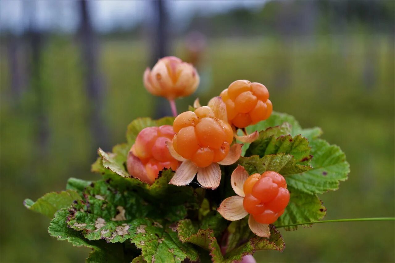 Cloudberry. Морошка ягода. Морошка Болотная. Морошка ягода куст. Болотная ягода Морошка.