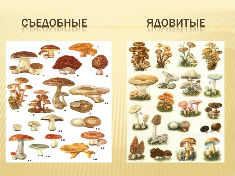 Назови 3 гриба. Съедобные условно съедобные и несъедобные грибы. Съедобные и несъедобные грибы 2 класс окружающий мир. Название съедобных грибов и несъедобных грибов. Съедобные грибы и несъедобные грибы 3 класс окружающий мир.