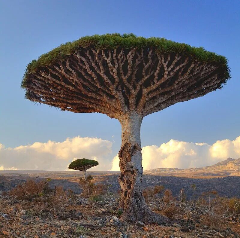 Дерево конца света. Драконовое дерево Сокотра. Драцена Сокотра. Растения Австралии драконовое дерево. Гигантский фенхель — Сокотра.