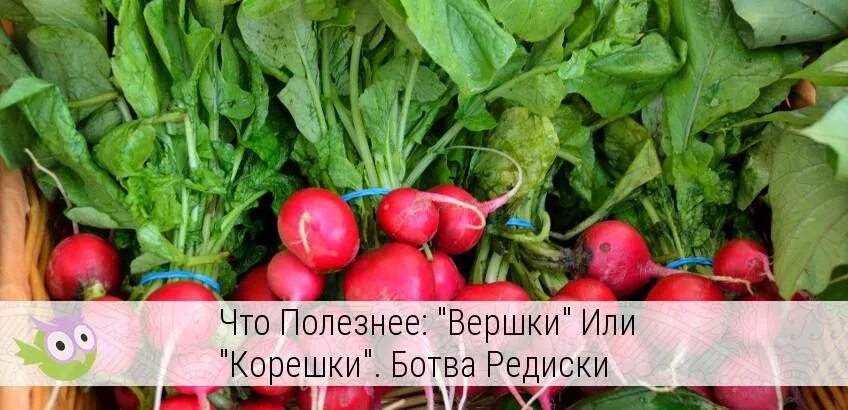 Можно ли собакам редиску давать