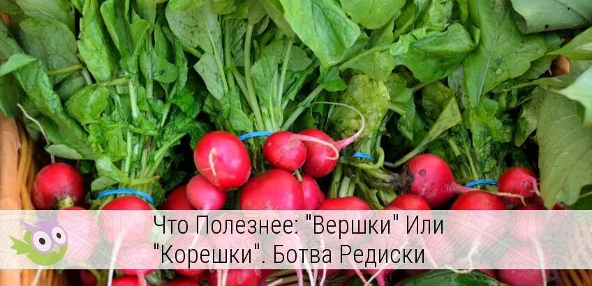 Можно ли кроликам редиску. Бо́тва редиса. Ботва редиски. Ботва редиски полезные свойства. Чем полезен редис.