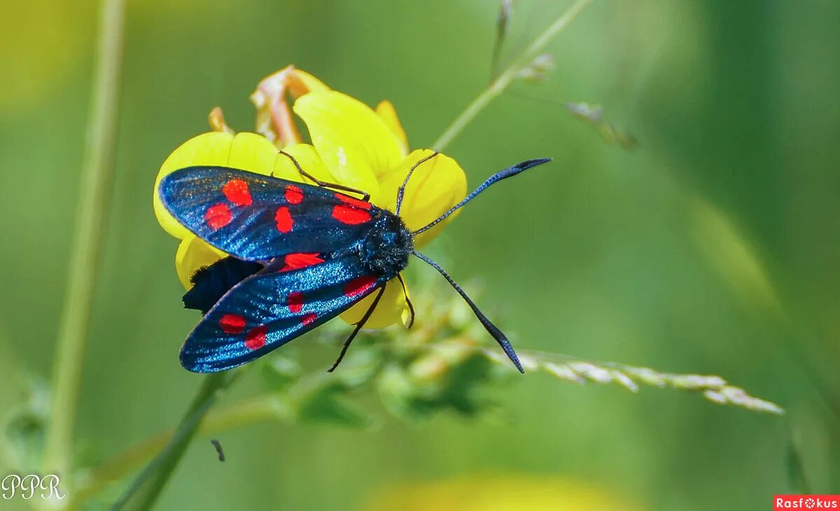 Фото #72492: Zygaena carniolica