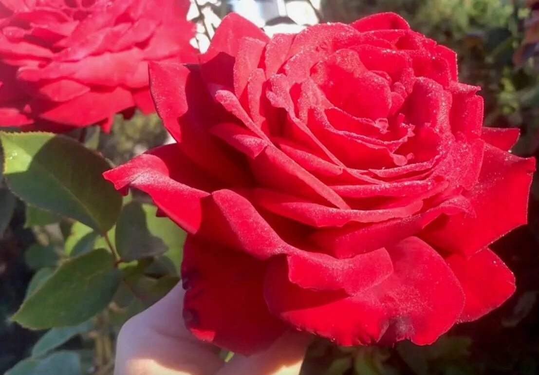 Супер розы. Супер гранд аморе. Сорт розы гранд аморе. Сорт розы гранд аморе. Чайно-гибридная гранд аморе.