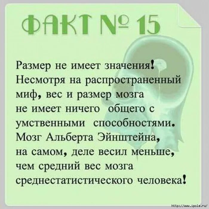 Факты про мозг. Интересные факты о мозге. Интересные факты о мозге человека. Интересные факты. Интересные факты о головном мозге.