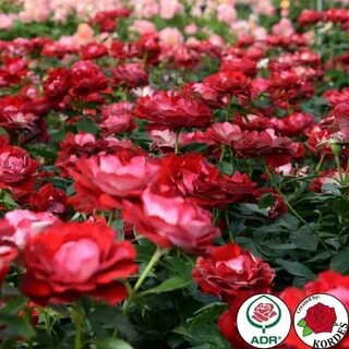 Die rose