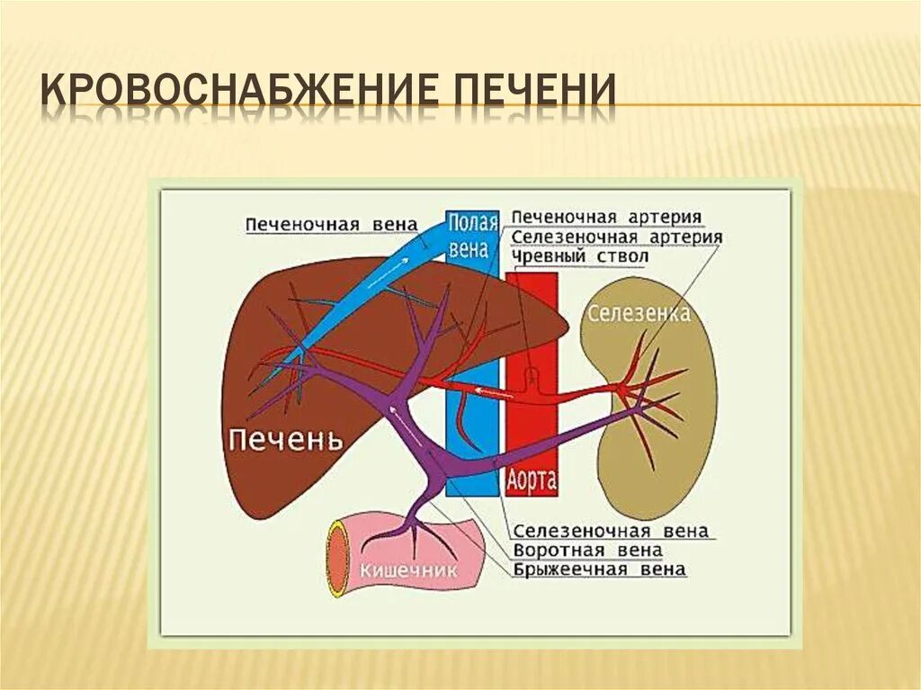 Кровь через печень. Кровоснабжение печени анатомия воротная Вена. Кровеносная система печени схема. Система циркуляции крови в печени. Кровеносные сосуды печени схема.