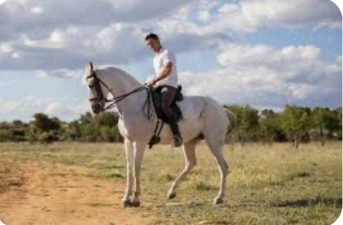 Riding on a white. Парень верхом на белом коне с ромашками в руках. почему пётр 2 ездил на белом коне. kasinova11 white riding bbc. the young man ride the white horse is.