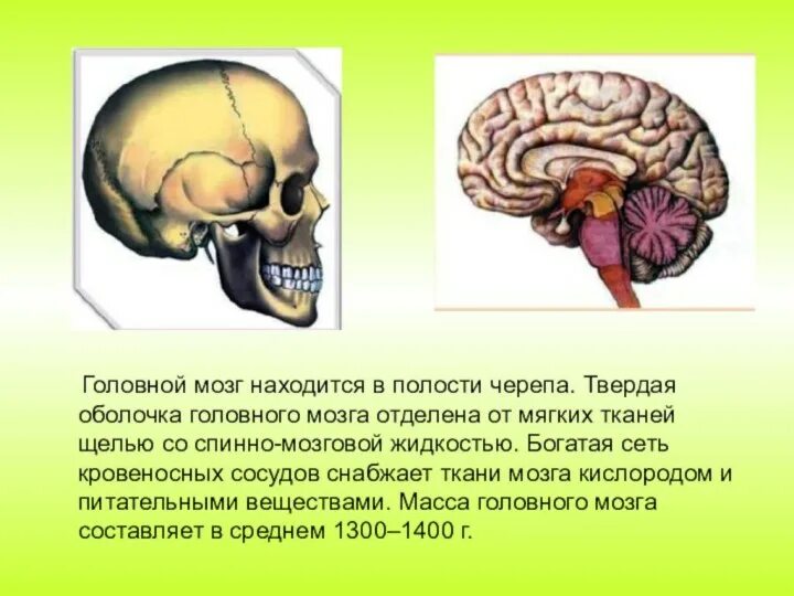 Головной мозг. Головной мозг в полости черепа. Расположение мозга в черепе человека. В полости черепа расположен