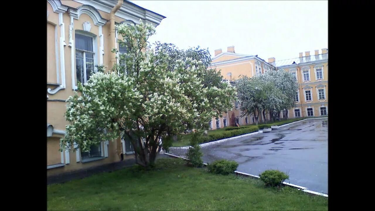 Аллея каштанов шаумяна. Каштановая аллея кисловодск. Цветущие каштаны на шаумяна. Каштановая аллея в парке петербурга. Каштановая аллея петербург.