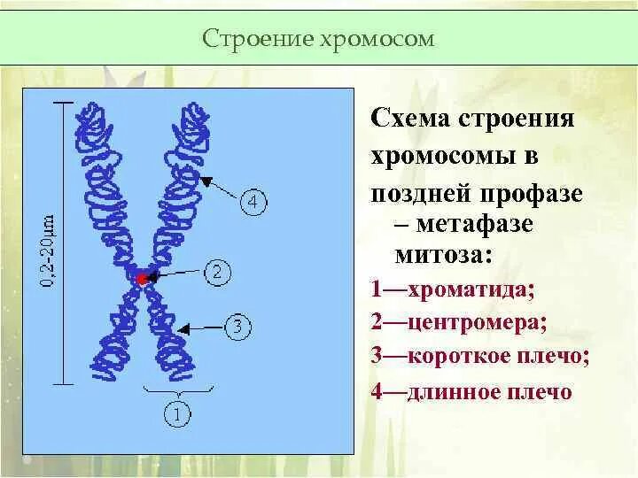 Специальность ученого изучающего тонкие структуры хромосом называется. Строение хромосомы. хромосома и хроматида.