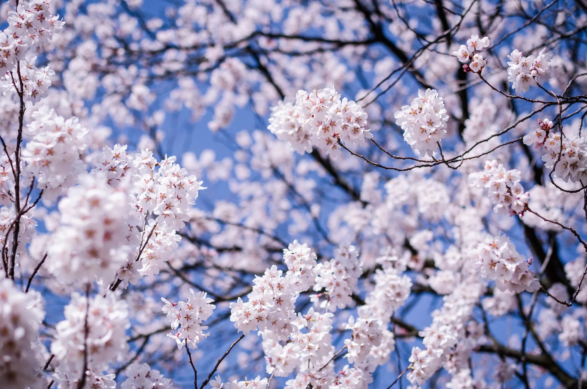 Белая Сакура дерево. Цветущая вишня. Весенний фон на рабочий стол. Цветы 1024 600