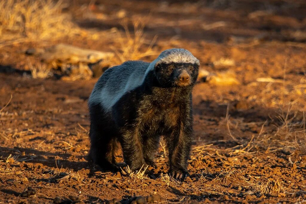 Сурок медоед. Медоед в норе. HONEYBADGER медоед.