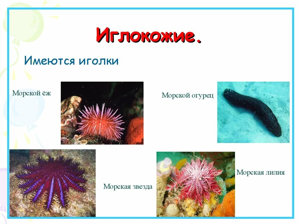 К какой группе относятся голотурии. Иглокожие морская звезда, морской ёж, морская Лилия. Иглокожие представители 3 класс окружающий мир. Иглокожие морской огурец. Морские Ежи, звезды, лилии и голотурии.