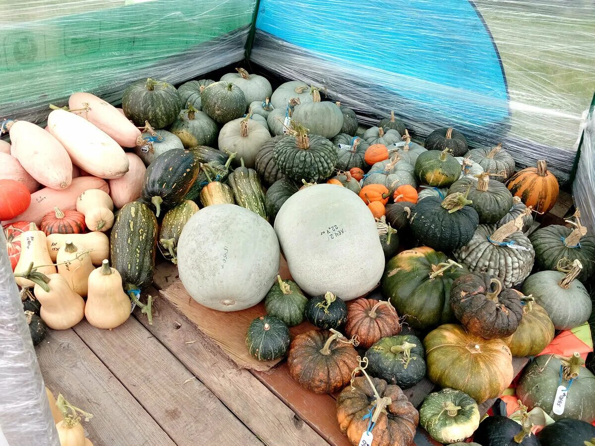 Тыква сорт моргенштерн. Тыква семенная. Семена тыквы белок. Семечки тыквы. Тыква марисоль f1.