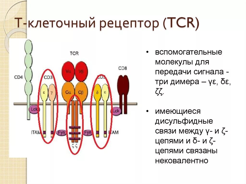 Строение TCR И BCR рецепторов. Схема строения TCR рецептора. Строение т рецепторов иммунология. TCR Рецептор схема.