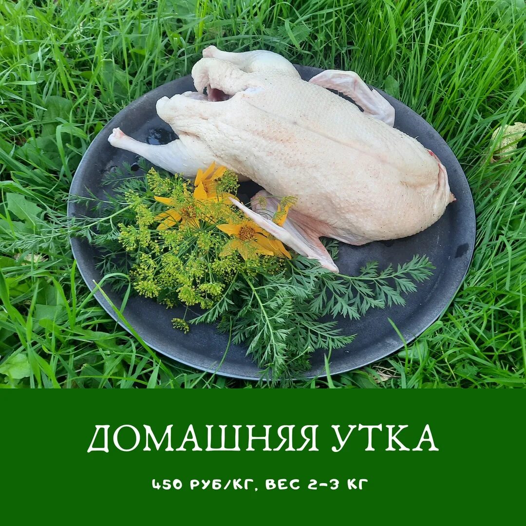 Утенок за 1 кг.. Какой кормят утка