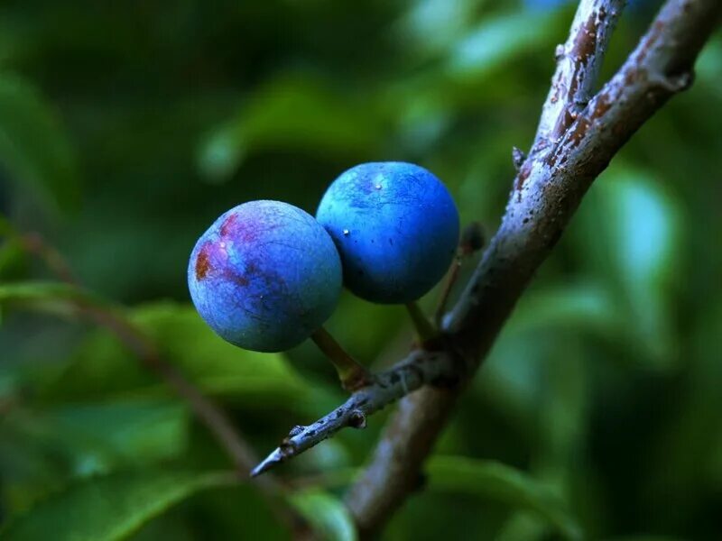 Терновник дина рубина книга. Гластонберийский терновник. Заросли терна. Рубин терновник. Рубин терновник.