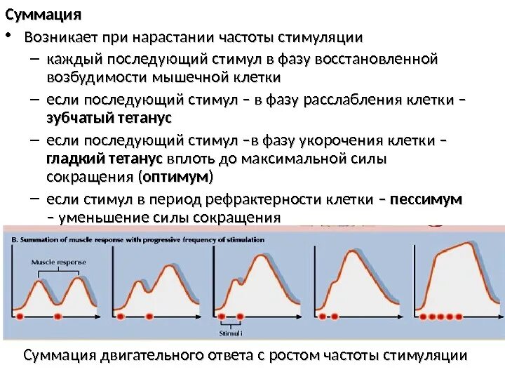 Суммация мышечных сокращений это в физиологии. Суммация сокращений физиология. Суммация сокращения мышц физиология. Полная и неполная суммация.