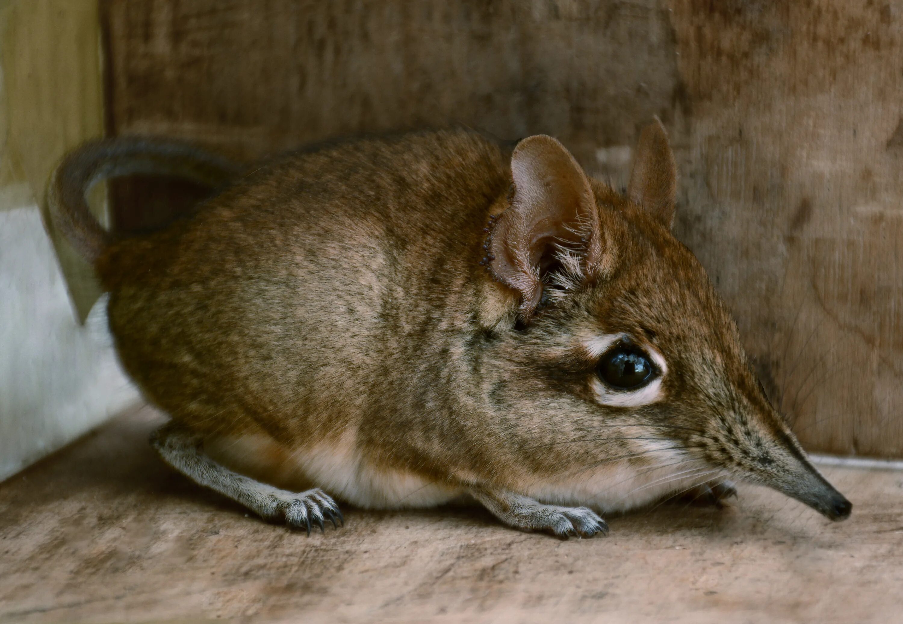 прыгунчик. североафриканский прыгунчик. слоновый прыгунчик. короткоухий прыгунчик. североафриканский прыгунчик.
