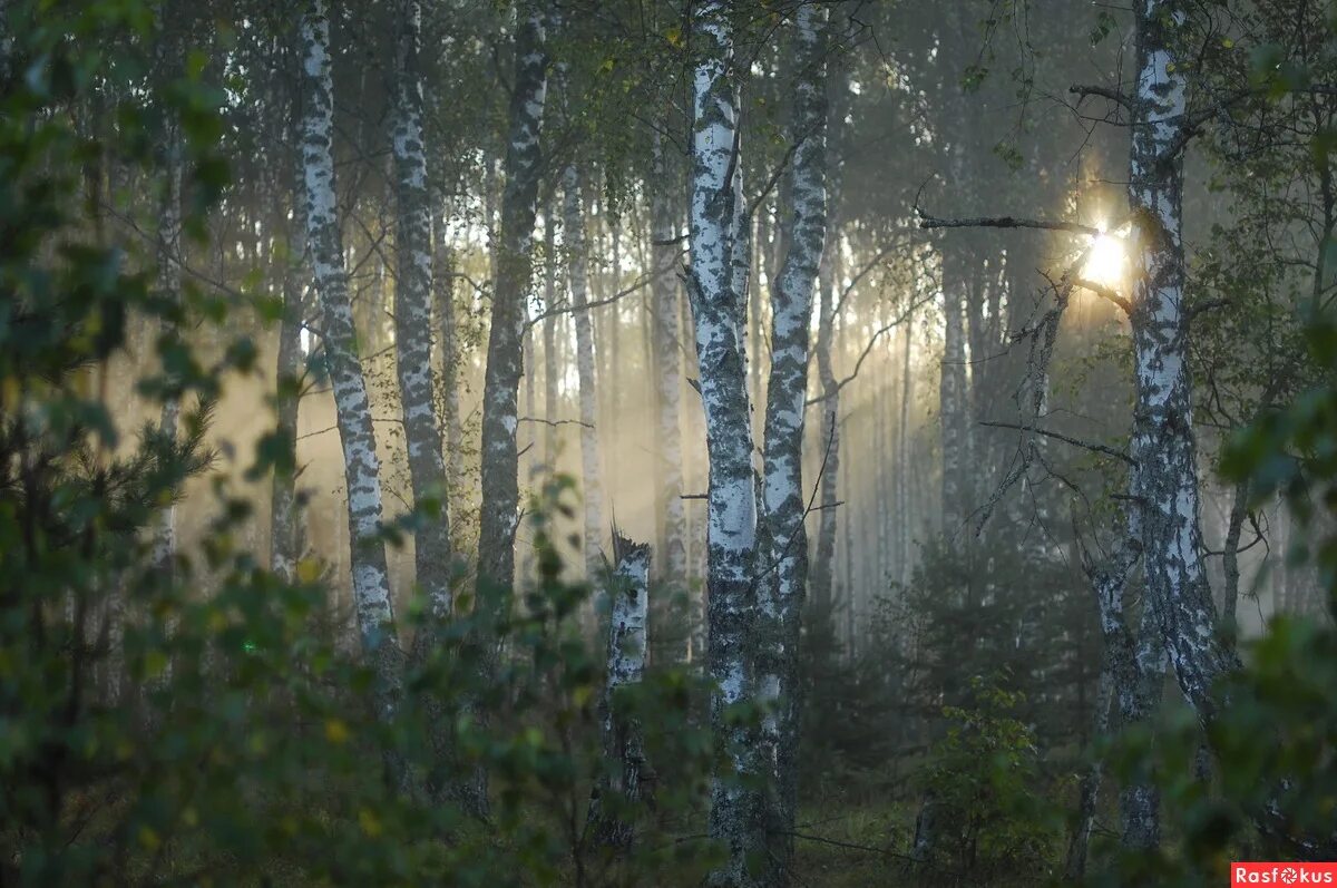 Березовый лес ночью. Березовый лес ночью. Березовая роща ночью. Березы в тумане. Березовый лес ночью.