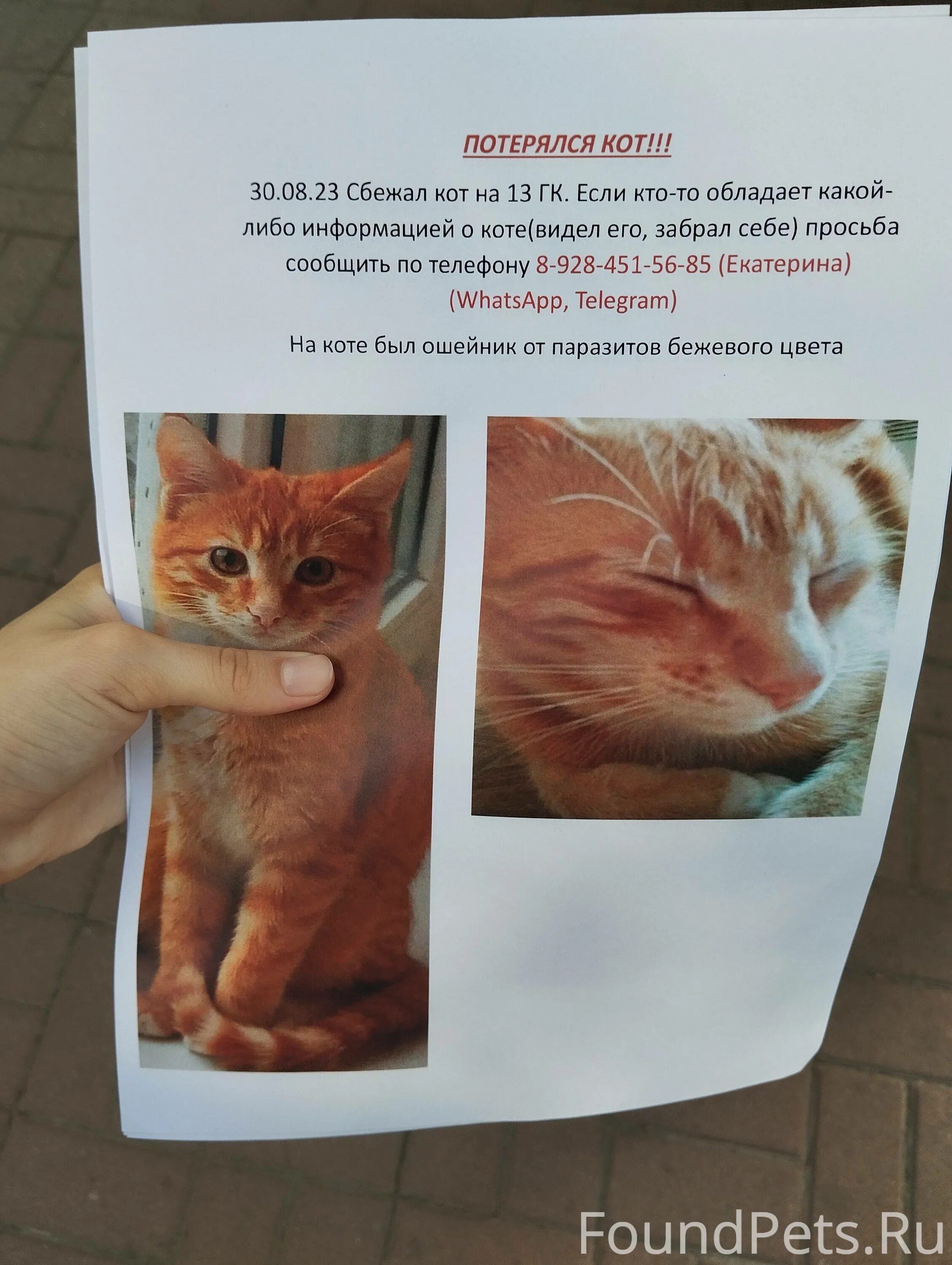 Потеряли кошку объявления