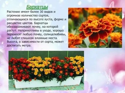 Легенда о бархатцах