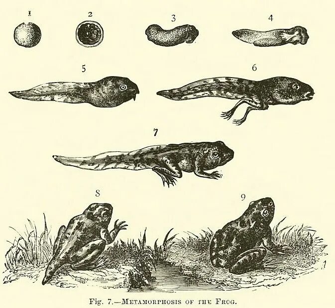Этапы развития головастика лягушки. Превращение головастика в лягушку. Головастики лягушек и жаб. Головастик травяной лягушки. Превращение в лягушку.