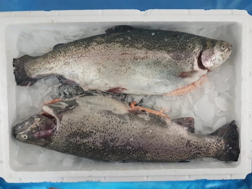 5 кг размер. Форель радужная потрошеная охлажденная. Форель 2 кг. Форель радужная на 2,5 кг. Форель премиум чили.