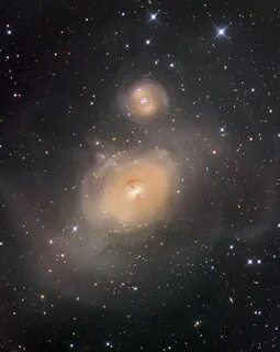 Ngc ооциты
