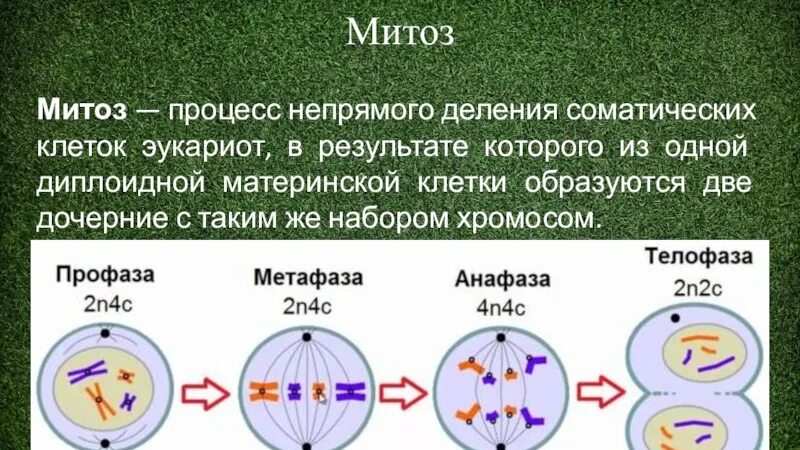 Установите последовательность изменений происходящих с хромосомами. Митотическое деление клетки процессы. Процесс непрямого деления клетки. Мейоз диплоидность. Процесс деления соматической клетки.