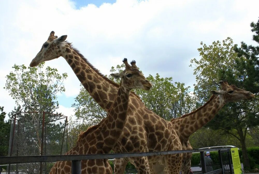 тайган сафари парк львята. зоопарк тайган ялта. тайган геленджик сафари парк. тайган сафари парк игрушки. зоопарк тайган в крыму степашка.