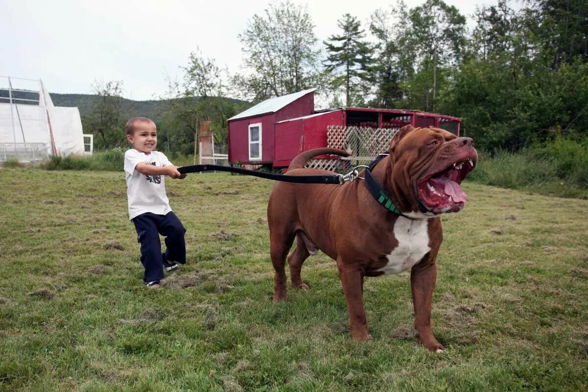 Какая собака сильнее в мире. Питбуль Халк. Американский питбультерьер Халк. Стаффордширский терьер гигант. Самый большой питбуль Халк.