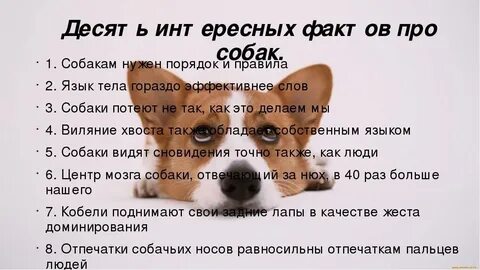 Человек и животное вопросы и ответы