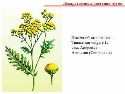 Луговые растения тюмени