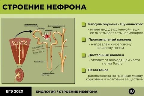Роль фильтра в почках
