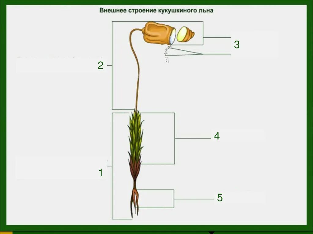 Зеленый мох кукушкин лен размножение. Внешнее строение мха Кукушкин Ле. Кукушкин лен строение без подписи. Строение МЗА кукушкинлен. Строение кукушкиного льна 5 класс биология.